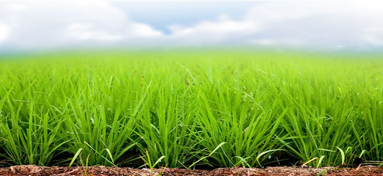Sustentabilidade